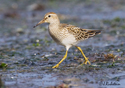 Calidris melanotos